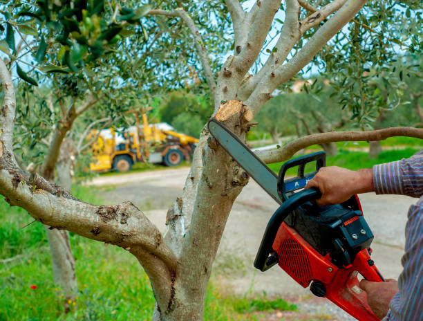 Professional Tree Service in Whitmire, SC